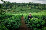 5 lucruri pe care trebuie să le știi despre pasiunea pentru cafea la Starbucks