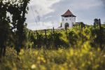 Crama Villa Vin&egrave;a a c&acirc;știgat patru medalii de aur și una de argint la IWCB Vinarium 2023