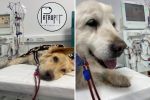 Povestea lui Lord, cățelul salvat de clinica veterinară Patrupet. O incursiune despre oameni și animăluțe fericite care l-au &icirc;nt&acirc;lnit pe Dr. Bogdan Alexandru Vițălaru
