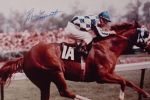 Secretariat, uimitoarea poveste a unui cal de curse.