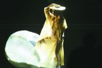 Lady Gaga, Jay-Z  şi John Legend -  trei trofee de căciulă.