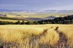 Dobrogea, fiică de rege get şi de dansatoaRe tătăroaică.