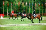 Expertii concursurilor hipice internationale vin in Romania la Transylvania Horse Show 2013.