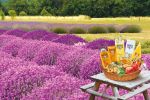 LE PETIT MARSEILLAIS TE INVITA SA DESCOPERI FRUMUSETILE REGIUNII PROVENCE!