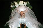 "Umanizarea" animalelor de companie, un fenomen in plina expansiune
