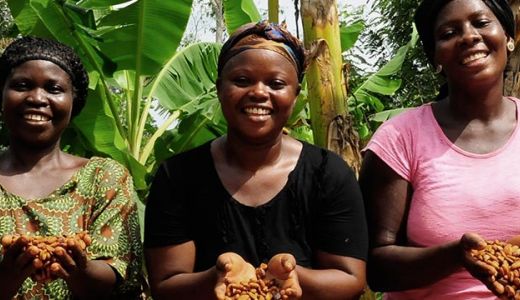 76.700 de cultivatori de cacao au fost implicati in campania Cocoa Life!
