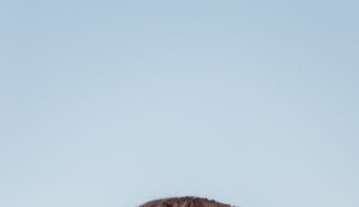 NOU! Primer pentru scalp cu Ulei de Marula de la Wella Professionals