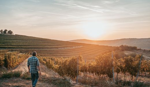 Când spun vin roșu, 80% dintre români se gândesc la Fetească Neagră
