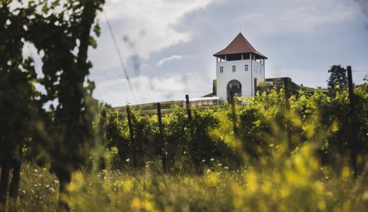 Crama Villa Vinèa a câștigat patru medalii de aur și una de argint la IWCB Vinarium 2023