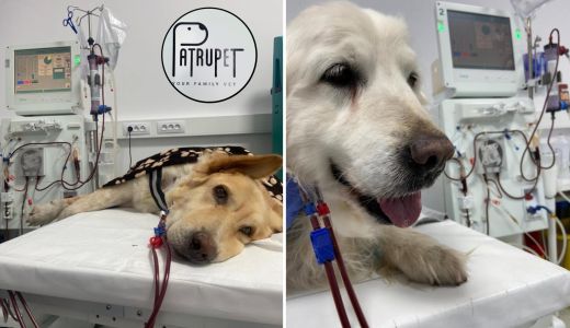 Povestea lui Lord, cățelul salvat de clinica veterinară Patrupet. O incursiune despre oameni și animăluțe fericite care l-au întâlnit pe Dr. Bogdan Alexandru Vițălaru