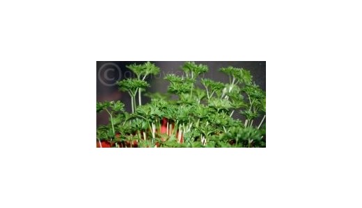 Curatati-va rinichii cu mai putin de 1$ pe zi!