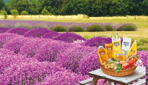 LE PETIT MARSEILLAIS TE INVITA SA DESCOPERI FRUMUSETILE REGIUNII PROVENCE!